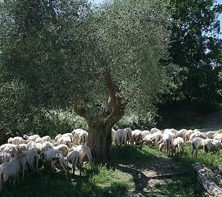 Casa Fallocchio *